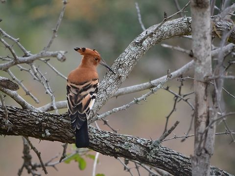 Hoopoe Bird - Upupa epops  Bird,Geotagged,Hluhluwe,Hoopoe,KwaZulu Natal,South Africa,Upupa epops,Winter