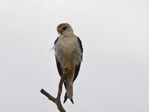 Black-winged Kite - Elanus caeruleus  Bird,Black-winged Kite,Elanus caeruleus,Geotagged,Hluhluwe,Kite,KwaZulu Natal,South Africa,Winter