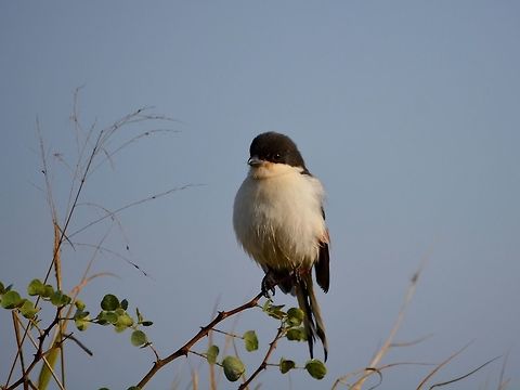 Fiscal Shrike - Lanius collaris 
 Geotagged,Hluhluwe,KwaZulu Natal,Lanius collaris,Shrike,South Africa,Southern Fiscal,Winter