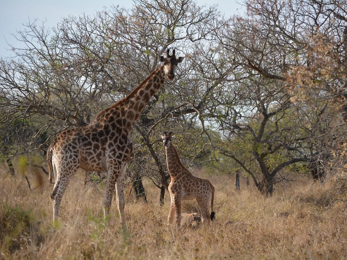 Mother & Calf Giraffe - Giraffa camelopardalis  Geotagged,Giraffa camelopardalis,Giraffe,Hluhluwe,KwaZulu Natal,South Africa,Winter