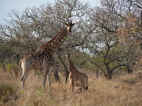 Mother & Calf Giraffe - Giraffa camelopardalis  Geotagged,Giraffa camelopardalis,Giraffe,Hluhluwe,KwaZulu Natal,South Africa,Winter