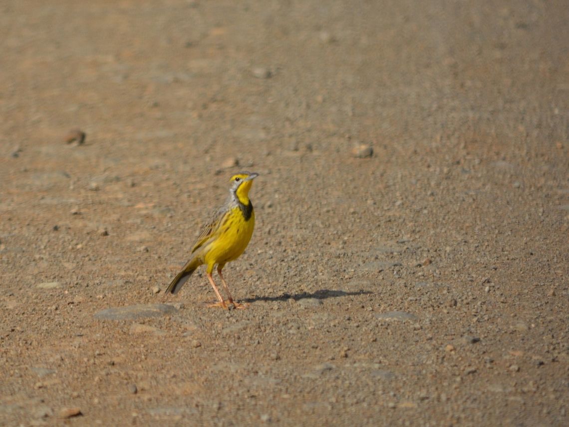 Yellow-throated Longclaw - Macronyx croceus  Bird,Geotagged,Hluhluwe,KwaZulu Natal,Macronyx croceus,South Africa,Winter,yellow throated longclaw