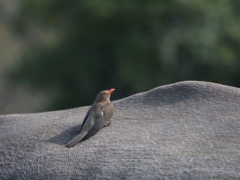Red-billed Oxpecker Bird - Buphagus erythrorhynchus  Bird,Buphagus erythrorhynchus,Geotagged,Hluhluwe,KwaZulu Natal,Red-billed oxpecker,South Africa,Winter
