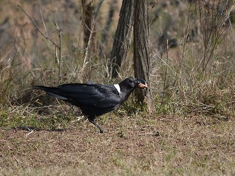 Pied Crow- Corvus albus  Bird,Corvus albus,Crow,Geotagged,Hluhluwe,KwaZulu Natal,Pied Crow,South Africa,Winter