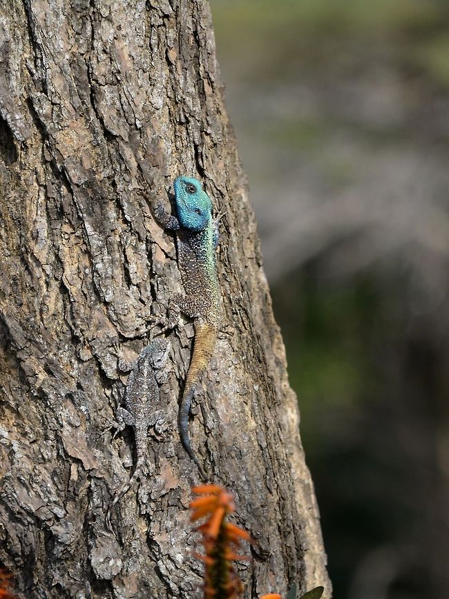 I'm brightly coloured, but do you only see me? Males of this Black-necked Agama - Acanthocercus atricollis can be brightly coloured whereas the females have colouration that camouflage well on the trees. Acanthocercus atricollis,Agama,Black-necked agama,Geotagged,Hluhluwe,KwaZulu Natal,Lizard,South Africa,Winter