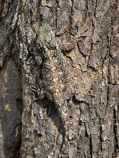 I'm part of the tree Black-necked Agama - Acanthocercus atricollis, female. Acanthocercus atricollis,Agama,Black-necked agama,Geotagged,Hluhluwe,KwaZulu Natal,Lizard,South Africa,Winter