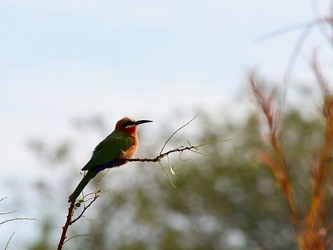 White-fronted Bee Eater I am not sure if I get the ID correct on this one. Bee Eater,Bird,Geotagged,Hluhluwe,KwaZulu Natal,Merops bullockoides,South Africa,White-fronted Bee-Eater,Winter
