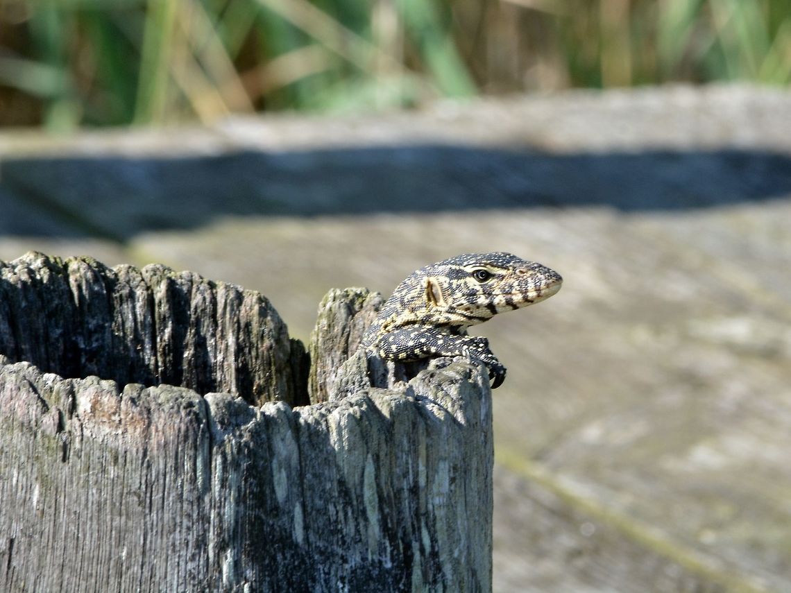 Peeking out Nile Monitor Lizard - Varanus niloticus also known as South African Monitor Lizard. Geotagged,Hluhluwe,KwaZulu Natal,Lizard,Nile monitor,South Africa,South African Monitor Lizard,Varanus niloticus,Winter
