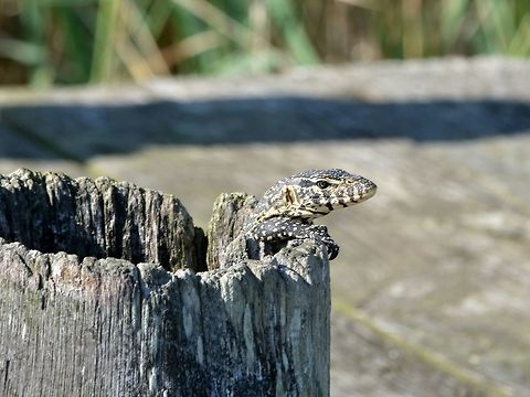 Peeking out Nile Monitor Lizard - Varanus niloticus also known as South African Monitor Lizard. Geotagged,Hluhluwe,KwaZulu Natal,Lizard,Nile monitor,South Africa,South African Monitor Lizard,Varanus niloticus,Winter