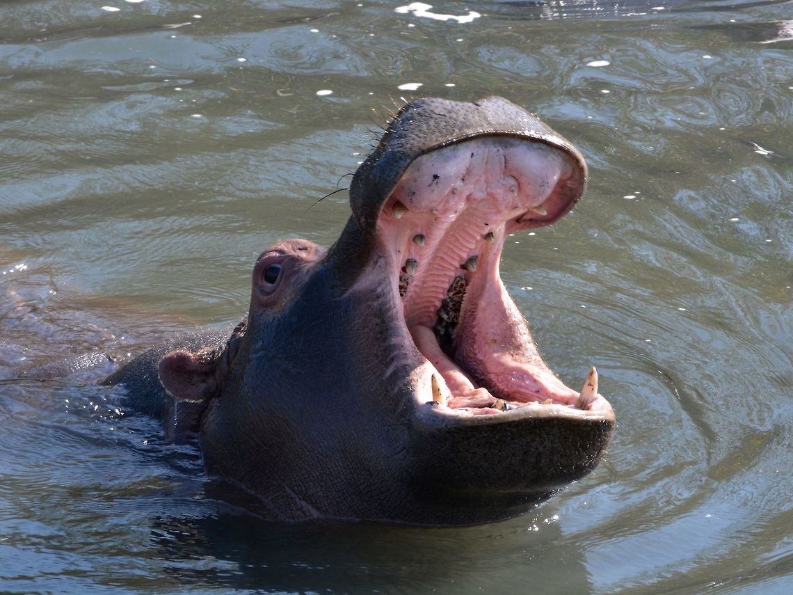 Big Yawn! Although the Hippopotamus - Hippopotamus amphibius looks harmless, they are actually the Top 10 most dangerous animals in the world, killing nearly 3,000 humans per year in Africa, this compared to less than 10 humans killed by Sharks per year, worldwide! Geotagged,Hippopotamus,Hippopotamus amphibius,Hluhluwe,KwaZulu Natal,South Africa,Winter