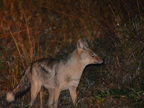 Side-Striped Jackal - Canis adustus Saw this Side-Striped Jackal - Canis adustus during a night safari. Canis adustus,Geotagged,Hluhluwe,Jackal,KwaZulu Natal,Side-striped jackal,South Africa,Winter