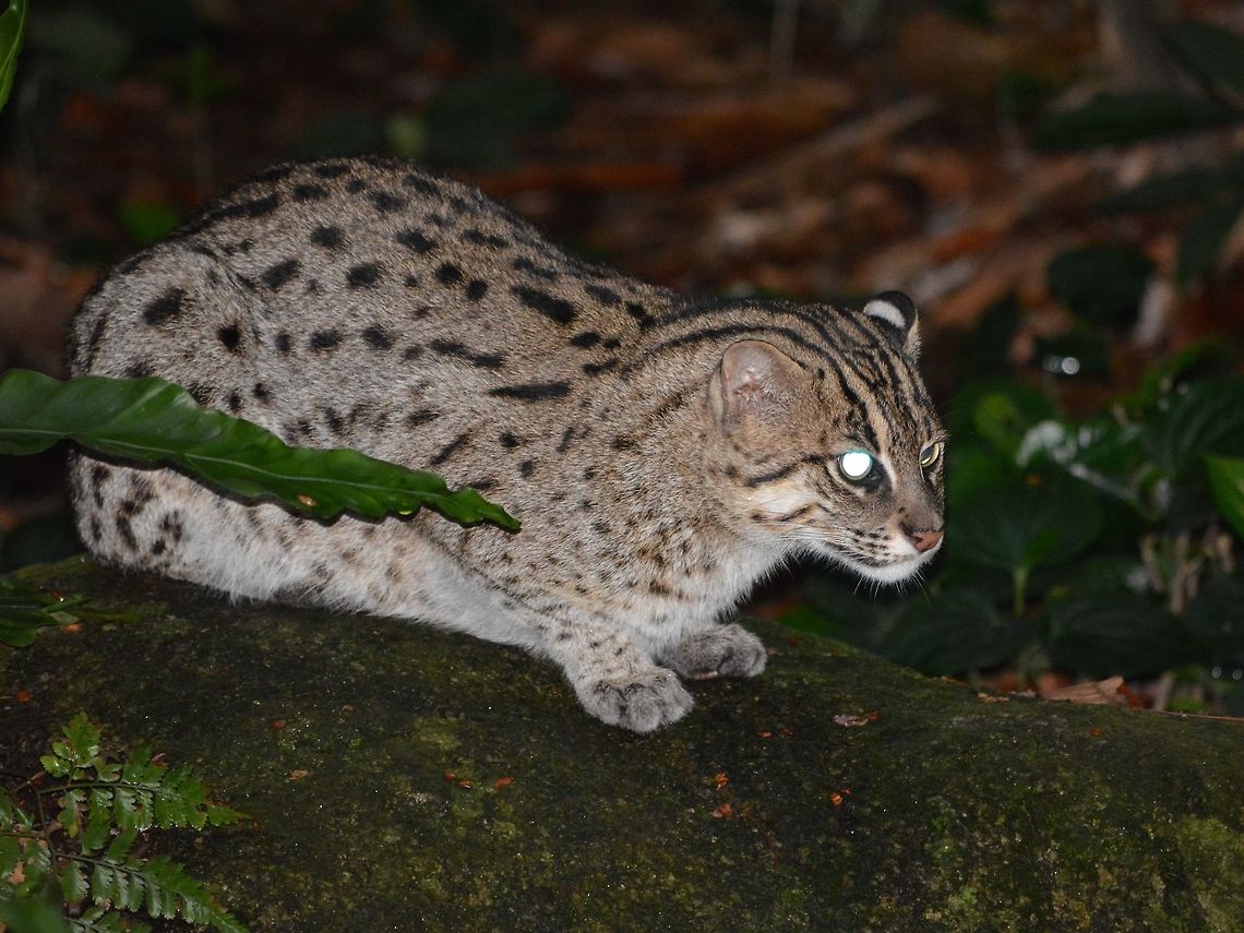 Fishing Cat - Prionailurus viverrinus Fishing Cats- Prionailurus viverrinus are strongly associated with wetlands, typically inhabit swamps and marshy areas, around oxbow lakes, reed beds, tidal creeks and in mangrove forests; they seem less abundant around smaller, fast-moving watercourses. Most records are from lowland areas. Cat,Fishing Cat,Geotagged,Prionailurus viverrinus,Singapore,Summer