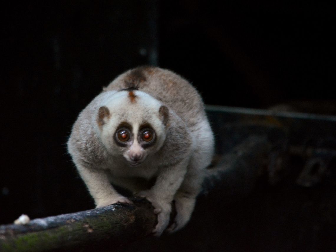 Sunda Slow Loris - Nycticebus coucang Sunda Slow Loris - Nycticebus coucang, also known as Greater Slow Loris.<br />
This was seen at Singapore Night Safari. Geotagged,Loris,Nycticebus coucang,Singapore,Slow Loris,Summer,Sunda slow loris