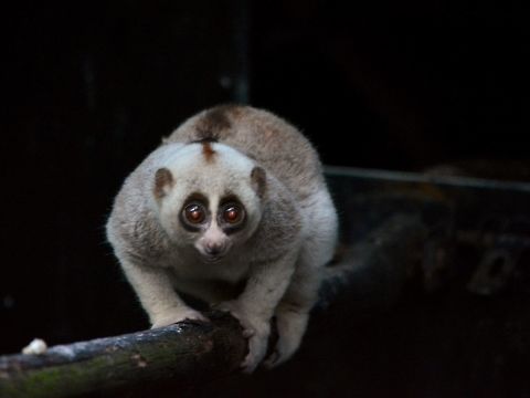 Sunda Slow Loris - Nycticebus coucang Sunda Slow Loris - Nycticebus coucang, also known as Greater Slow Loris.
This was seen at Singapore Night Safari. Geotagged,Loris,Nycticebus coucang,Singapore,Slow Loris,Summer,Sunda slow loris