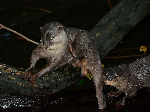 Oriental Small-clawed Otter - Aonyx cinerea Saw this Oriental Small-clawed Otter - Aonyx cinerea at Singapore Night Safari.
 Aonyx cinerea,Geotagged,Oriental small-clawed otter,Otter,Singapore,Summer