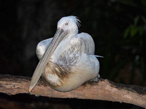 Great White Pelican - Pelecanus onocrotalus Saw this Great White Pelican - Pelecanus onocrotalus at Singapore Night Safari. Geotagged,Great white pelican,Pelecanus onocrotalus,Pelican,Singapore,Summer