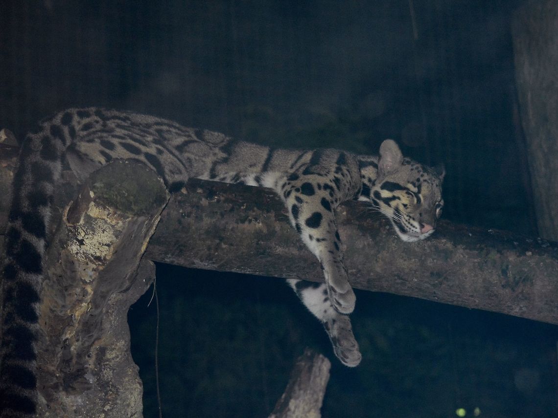 Clouded Leopard - Neofelis nebulosa Saw this Clouded Leopard - Neofelis nebulosa at Singapore Night Safari Clouded leopard,Geotagged,Leopard,Neofelis nebulosa,Singapore,Summer