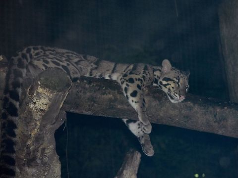 Clouded Leopard - Neofelis nebulosa Saw this Clouded Leopard - Neofelis nebulosa at Singapore Night Safari Clouded leopard,Geotagged,Leopard,Neofelis nebulosa,Singapore,Summer