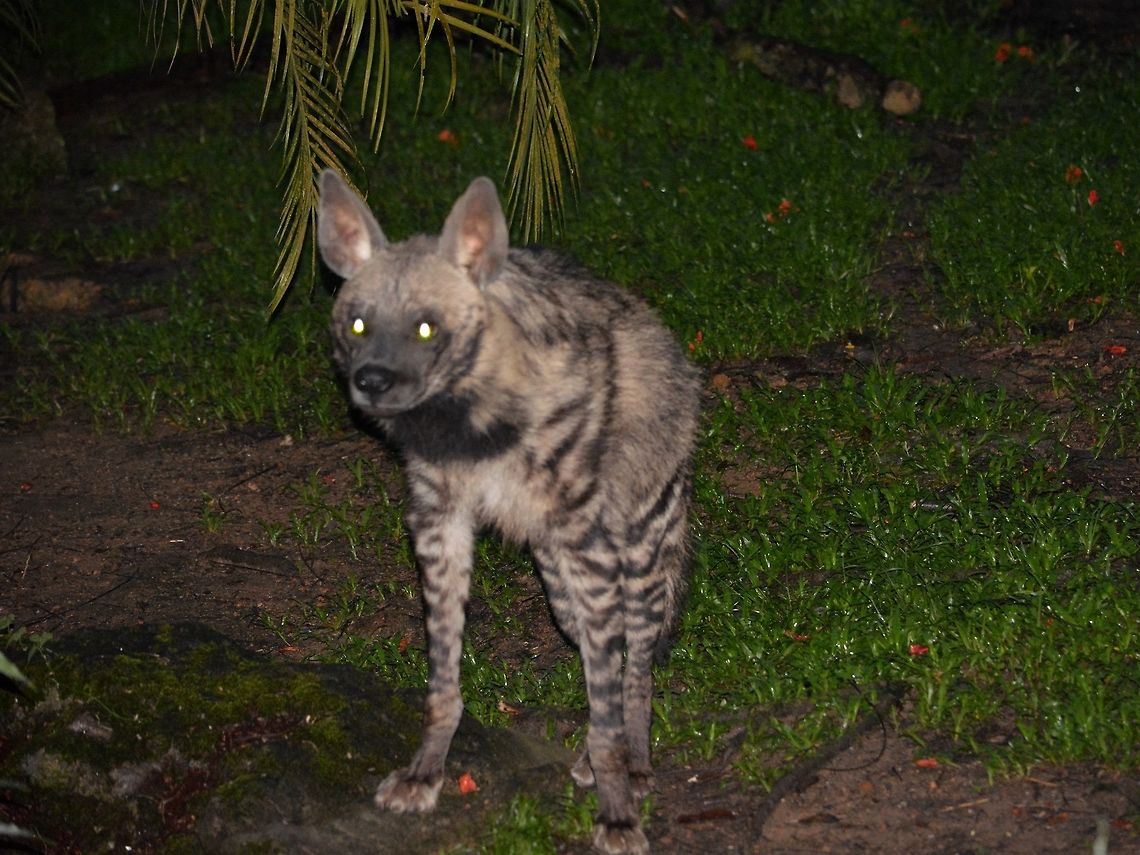 Striped Hyena - Hyaena hyaena Saw this Striped Hyena - Hyaena hyaena at Singapore Night Safari. Geotagged,Hyaena hyaena,Hyena,Singapore,Striped hyenas,Summer