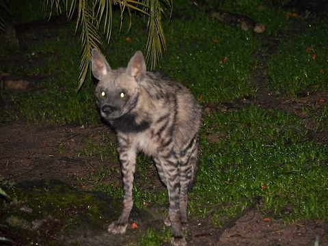 Striped Hyena - Hyaena hyaena Saw this Striped Hyena - Hyaena hyaena at Singapore Night Safari. Geotagged,Hyaena hyaena,Hyena,Singapore,Striped hyenas,Summer