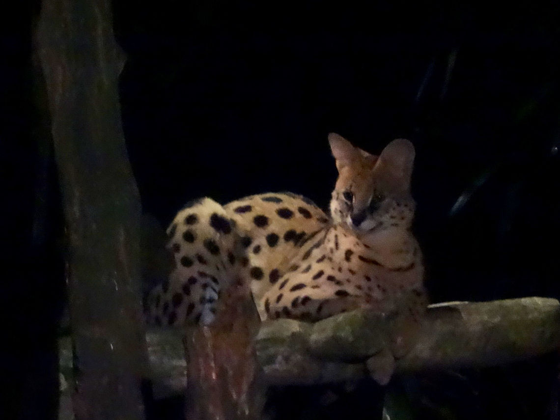 Serval Cat - Leptailurus serval Saw this Serval Cat - Leptailurus serval at Singapore Night Safari. Cat,Geotagged,Leptailurus serval,Serval,Singapore,Summer