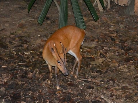 Barking Deer - Muntiacus muntjak Saw this male Barking Deer - Muntiacus muntjak at Singapore Night Safari. Barking Deer,Deer,Geotagged,Indian muntjac,Muntiacus muntjak,Singapore,Summer