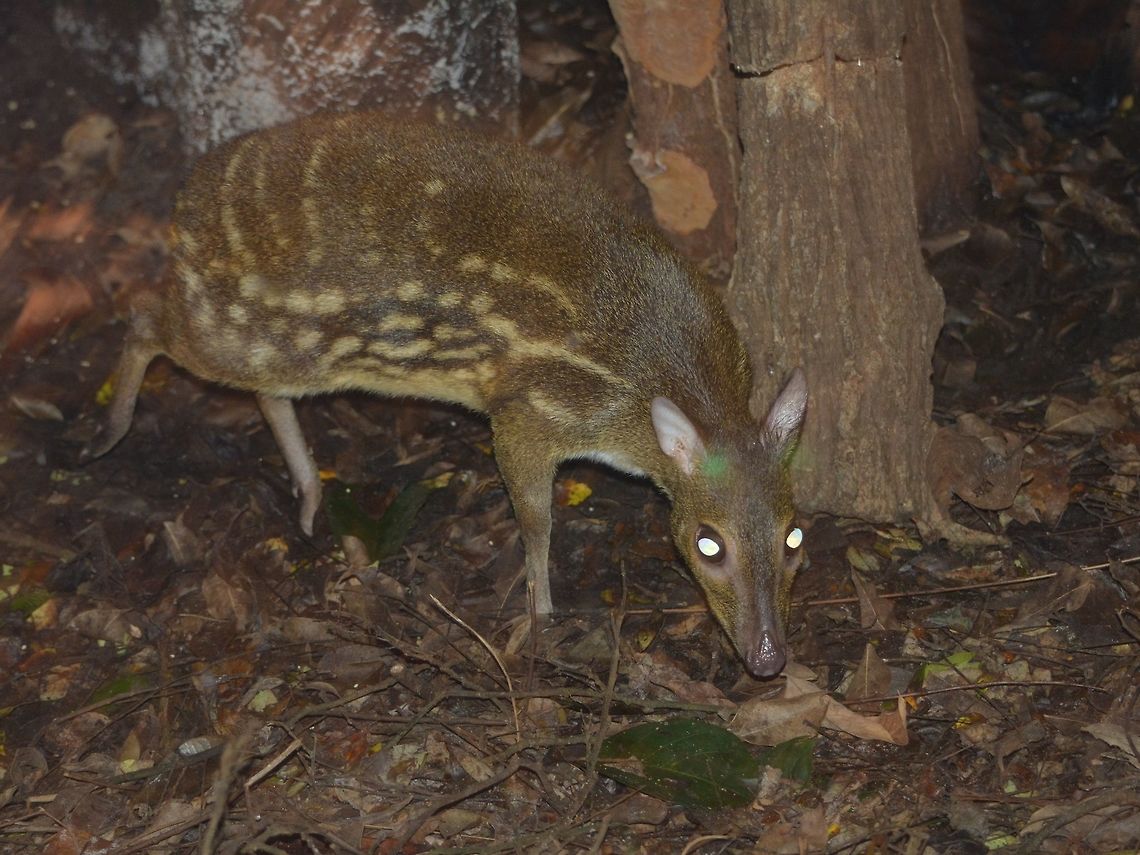 Spotted Mouse Deer - Moschiola indica Saw this Spotted Mouse Deer - Moschiola indica at Singapore Night Safari. Deer,Geotagged,Indian Spotted Chevrotain,Moschiola indica,Singapore,Spotted Mouse Deer,Summer