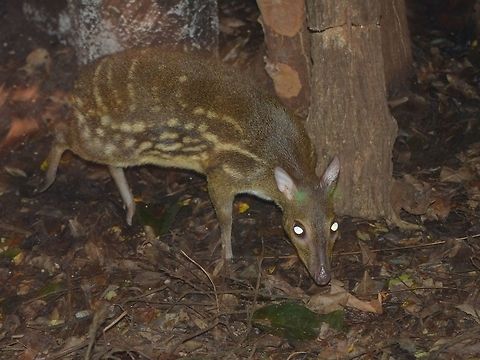 Spotted Mouse Deer - Moschiola indica Saw this Spotted Mouse Deer - Moschiola indica at Singapore Night Safari. Deer,Geotagged,Indian Spotted Chevrotain,Moschiola indica,Singapore,Spotted Mouse Deer,Summer