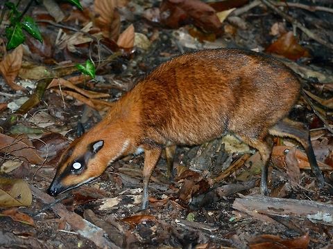 Lesser Mouse Deer - Tragulus kanchil Saw this Lesser Mouse Deer - Tragulus kanchil at Singapore Night Safari. Deer,Geotagged,Lesser mouse-Deer,Mouse Deer,Singapore,Summer,Tragulus kanchil