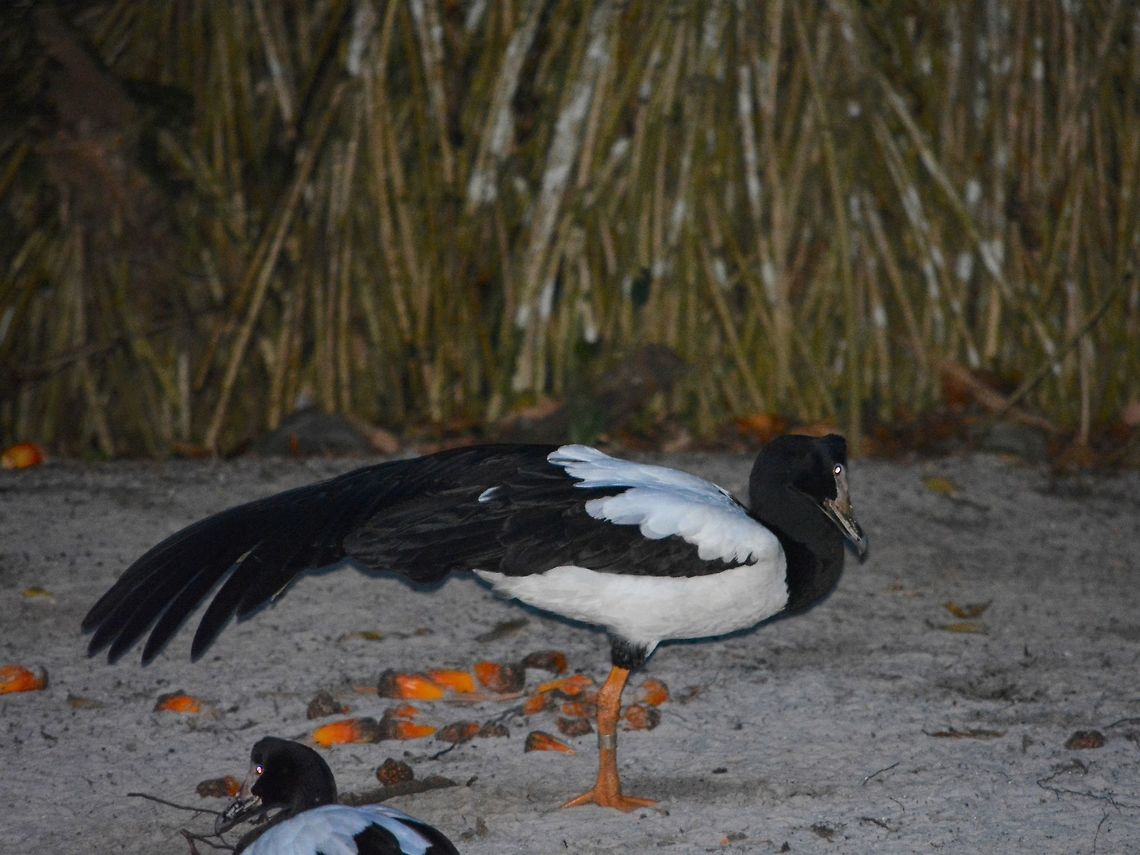 Magpie Goose - Anseranas semipalmata Saw this Magpie Goose - Anseranas semipalmata at Singapore Night Safari. Anseranas semipalmata,Bird,Geotagged,Goose,Singapore,Summer,magpie goose