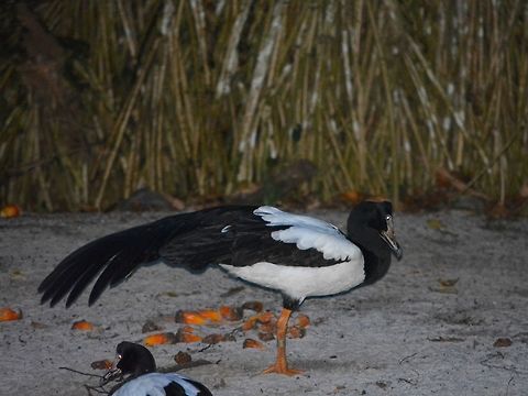 Magpie Goose - Anseranas semipalmata Saw this Magpie Goose - Anseranas semipalmata at Singapore Night Safari. Anseranas semipalmata,Bird,Geotagged,Goose,Singapore,Summer,magpie goose