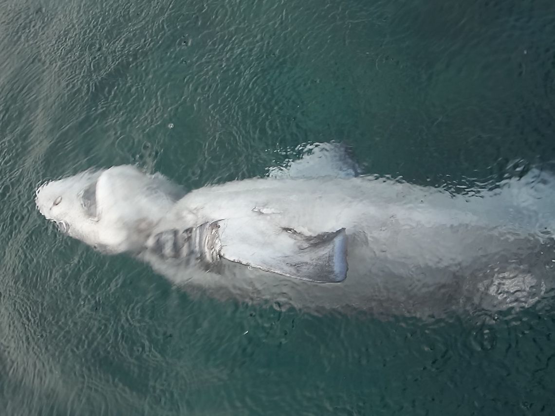 Prickly Shark - Echinorhinus cookei Saw this Prickly Shark - Echinorhinus cookei dead on the surface as we were ending a dive.<br />
It died from strangulation as can be seen by the fishing line around its next.<br />
<br />
Prickly Sharks are deep water sharks, they can grow up to 4 meters length. Cebu,Echinorhinus cookei,Geotagged,Philippines,Prickly shark,Shark,Spring,moal-boal
