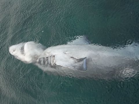 Prickly Shark - Echinorhinus cookei Saw this Prickly Shark - Echinorhinus cookei dead on the surface as we were ending a dive.
It died from strangulation as can be seen by the fishing line around its next.

Prickly Sharks are deep water sharks, they can grow up to 4 meters length. Cebu,Echinorhinus cookei,Geotagged,Philippines,Prickly shark,Shark,Spring,moal-boal