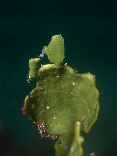 Can you see me? This tiny shrimps, Hippolyte sp usually found on Halimeda algae are very tiny. This one was lest than 1 cm in size and takes the colour of the host Halimeda perfectly.  Only the tiny white spots/lines/patches on the legs, head and eyes gives it away.  This species is still yet to be described. Anilao,Batangas,Geotagged,Halimeda Shrimp,Hippolyte,Hippolyte sp,Hippolyte ventricosa,Philippines,Shrimp,Winter