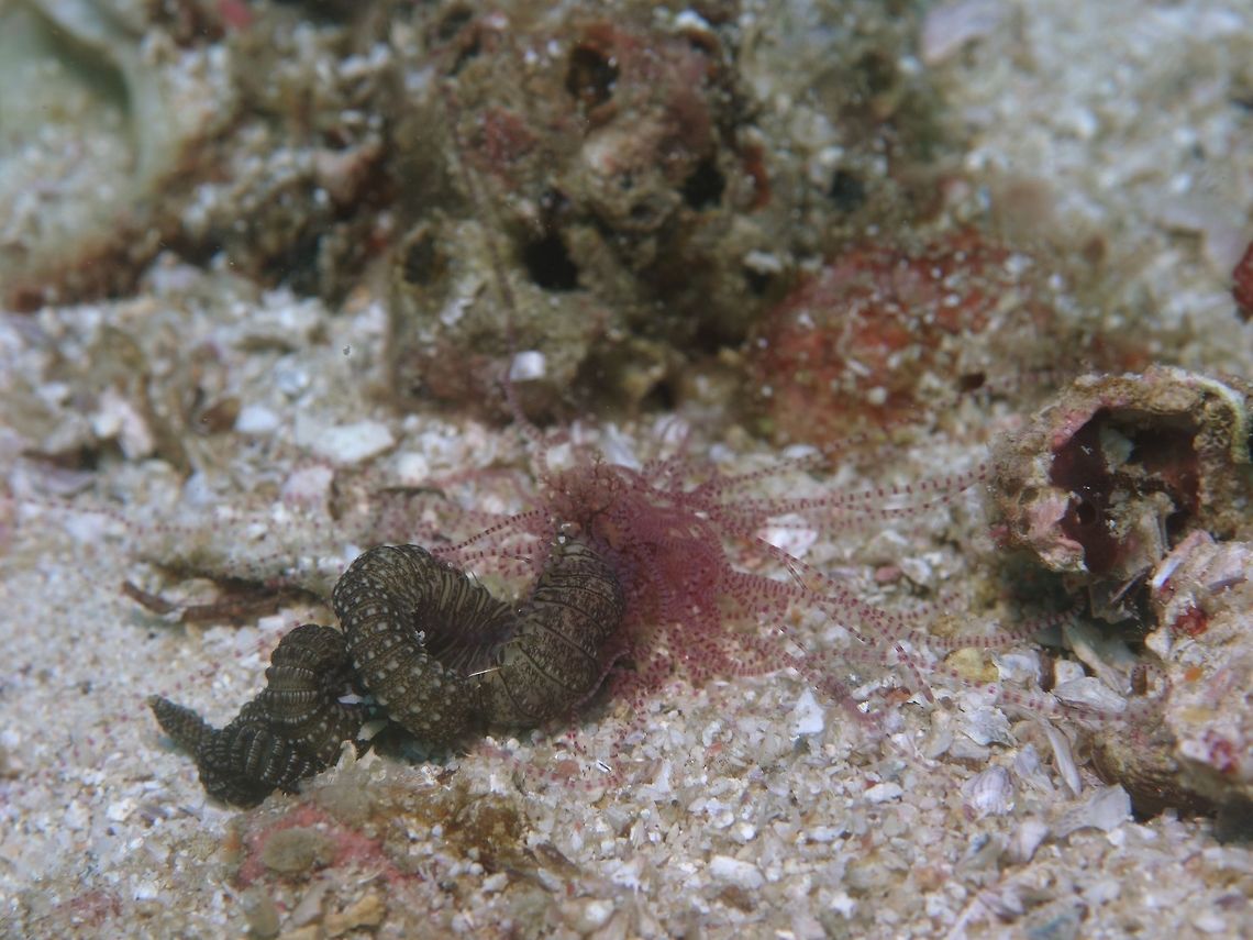 Terebellid worm The Terebellid worm is from the family of Terebellidae.<br />
They are mostly hiding under rocks and rubbles and can be seen fully out occasionally, wriggling around in spiral movements (the brown body part) with lots of pinkish tentacles.<br />
Not much is known about them and many of them are similar looking that it is hardly possible to ID them from pictures. Anilao,Batangas,Geotagged,Philippines,Spring,Terebellid Worm,Terebellidae,Worm
