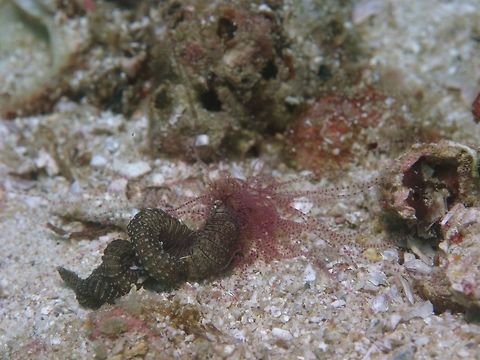 Terebellid worm The Terebellid worm is from the family of Terebellidae.
They are mostly hiding under rocks and rubbles and can be seen fully out occasionally, wriggling around in spiral movements (the brown body part) with lots of pinkish tentacles.
Not much is known about them and many of them are similar looking that it is hardly possible to ID them from pictures. Anilao,Batangas,Geotagged,Philippines,Spring,Terebellid Worm,Terebellidae,Worm