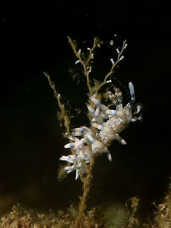 Nudibranch - Flabellina riwo  Anilao,Batangas,Flabellina riwo,Geotagged,Nudibranch,Philippines,Winter