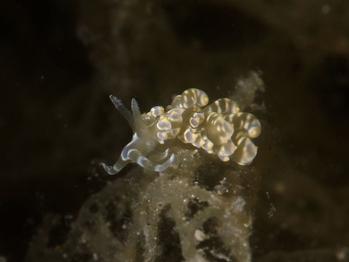 Nudibranch - Baeolidia moebii  Anilao,Baeolidia moebii,Batangas,Geotagged,Nudibranh,Philippines,Winter