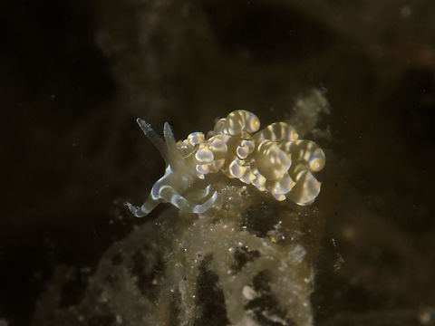 Nudibranch - Baeolidia moebii  Anilao,Baeolidia moebii,Batangas,Geotagged,Nudibranh,Philippines,Winter