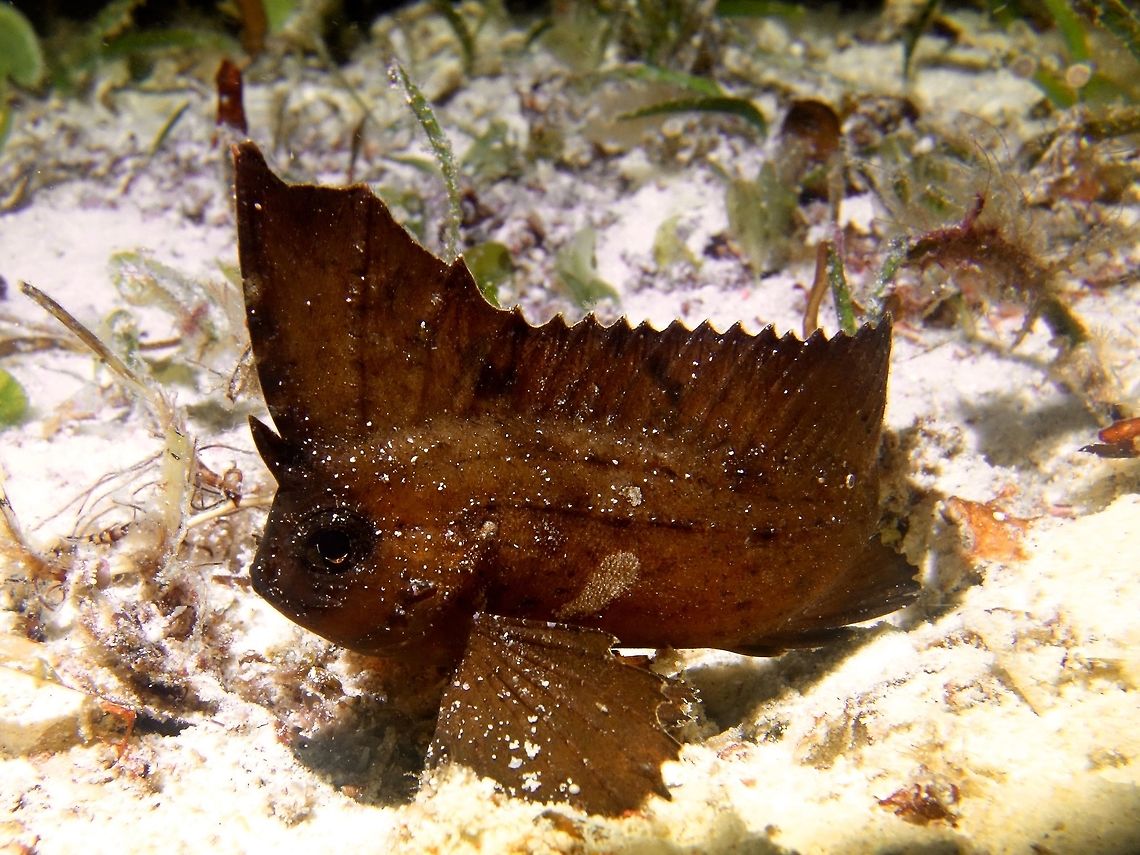 Cockatoo Waspfish - Ablabys taenianotus The Cockatoo Waspfish - Ablabys taenianotus is quite similar to the Spiny Waspfish, difficult to distinguish except for the higher number of dorsal spines (17 versus 15).  They can be variable in colour, grey, brown and white with shades in between and with moldy patches. Ablabys taenianotus,Cockatoo Waspfish,Fish,Geotagged,Malapascua,Philippines,Waspfish,Winter,cebu