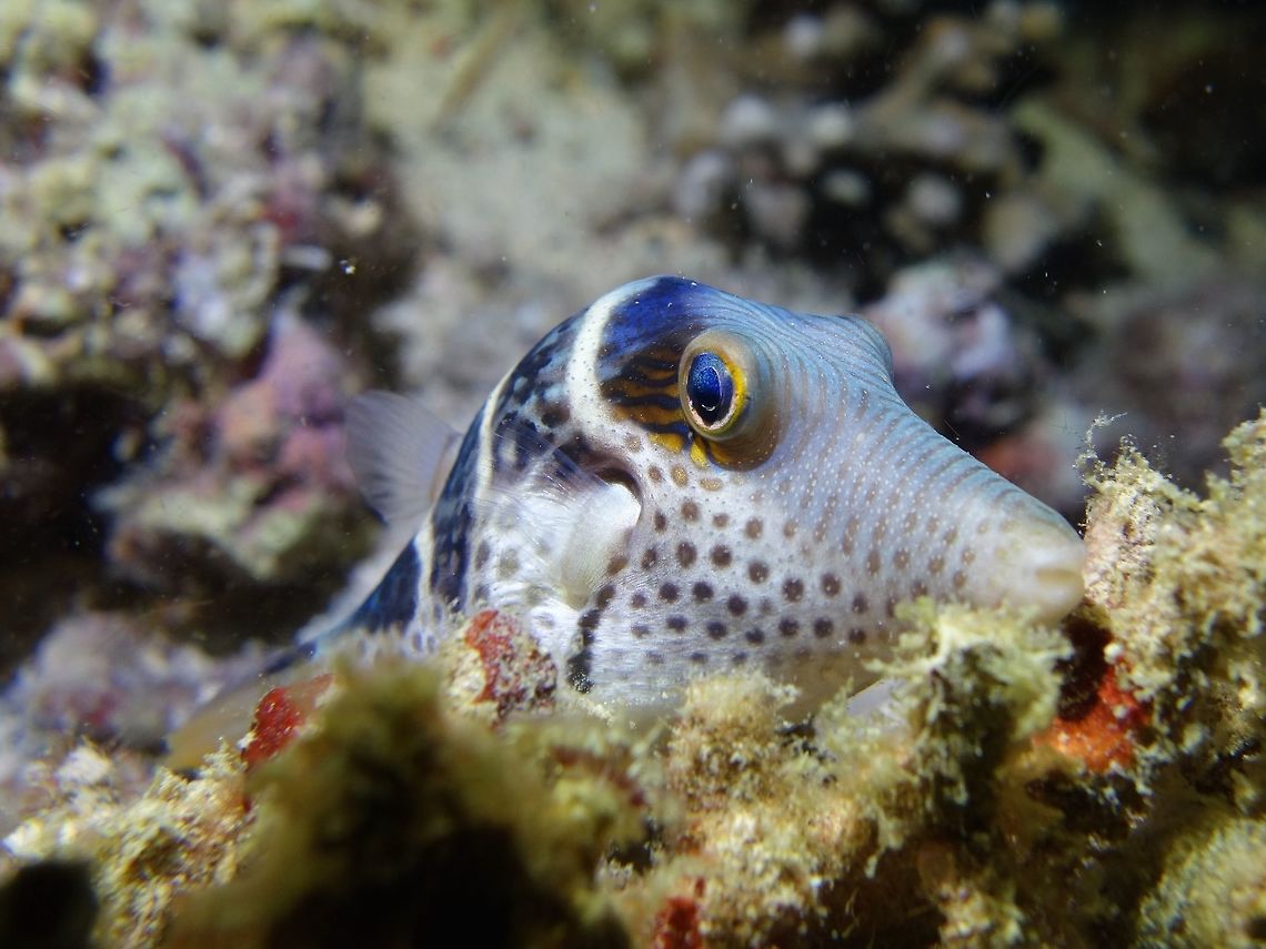 Black-saddled Toby - Canthigaster valentini Saw this Black-saddled Toby - Canthigaster valentini during a night dive, when it was resting on the sea bottom. Black-saddled Toby,Canthigaster valentini,Cebu,Fish,Geotagged,Malapascua,Philippines,Toby,Valentinnis sharpnose puffer,Winter