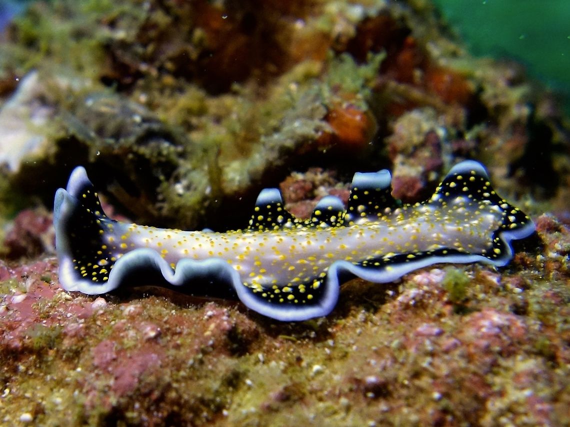 Gold-dotted Flatworm - Thysanozoon nigropapillosum  Flatworm,Geotagged,Gold-dotted Flatworm,Malapascua,Philippines,Thysanozoon nigropapillosum,Winter,Yellow-dotted Flatworm,cebu