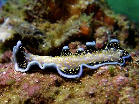 Gold-dotted Flatworm - Thysanozoon nigropapillosum  Flatworm,Geotagged,Gold-dotted Flatworm,Malapascua,Philippines,Thysanozoon nigropapillosum,Winter,Yellow-dotted Flatworm,cebu