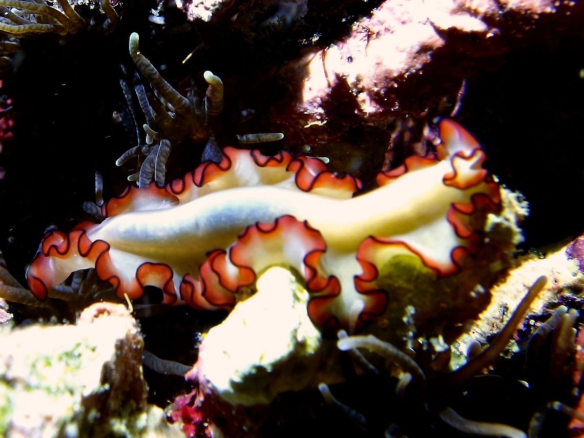 Flatworm - Maiazoon orsaki The Maiazoon orsaki Flatworm is all yellow in colour with red/orange + black margins. Cebu,Flatworm,Geotagged,Maiazoon orsaki,Malapascua,Philippines,Winter