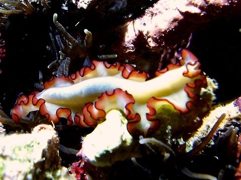 Flatworm - Maiazoon orsaki The Maiazoon orsaki Flatworm is all yellow in colour with red/orange + black margins. Cebu,Flatworm,Geotagged,Maiazoon orsaki,Malapascua,Philippines,Winter