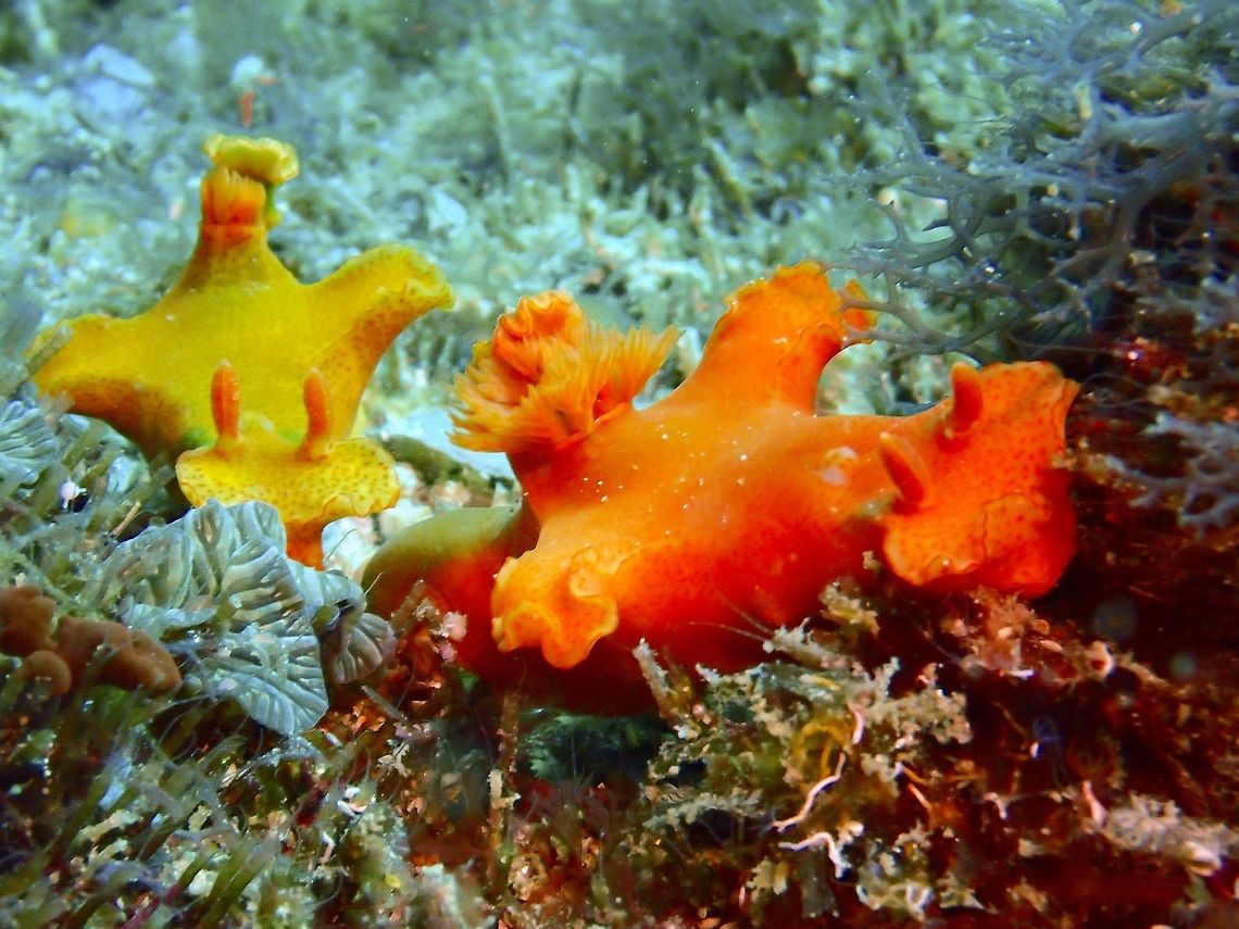 Nudibranch - Ceratosoma gracillimum Nudibranch from the genus Ceratosoma has a widen-body in the middle where the gills are, sometimes with reference as T-shape Nudibranch.  Their colours are variable from green, yellow, brown, orange and shades in between. Cebu,Ceratosoma gracillimum,Geotagged,Malapascua,Nudibranch,Philippines,Spring,ceratosoma gracillimum
