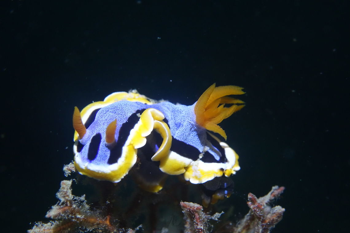 Nudibranch - Chromodoris annae This Chromodoris annae Nudibranch is one of the more common species of Nudibranch that can be found in Philippines. Anna's Chromodoris,Cebu,Chromodoris annae,Geotagged,Malapascua,Nudibranch,Philippines,Winter