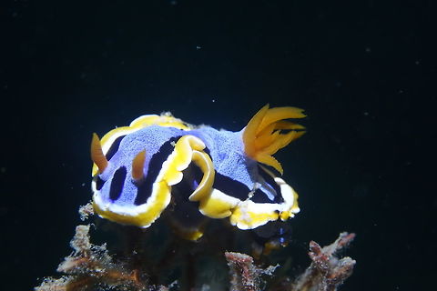 Nudibranch - Chromodoris annae This Chromodoris annae Nudibranch is one of the more common species of Nudibranch that can be found in Philippines. Anna's Chromodoris,Cebu,Chromodoris annae,Geotagged,Malapascua,Nudibranch,Philippines,Winter