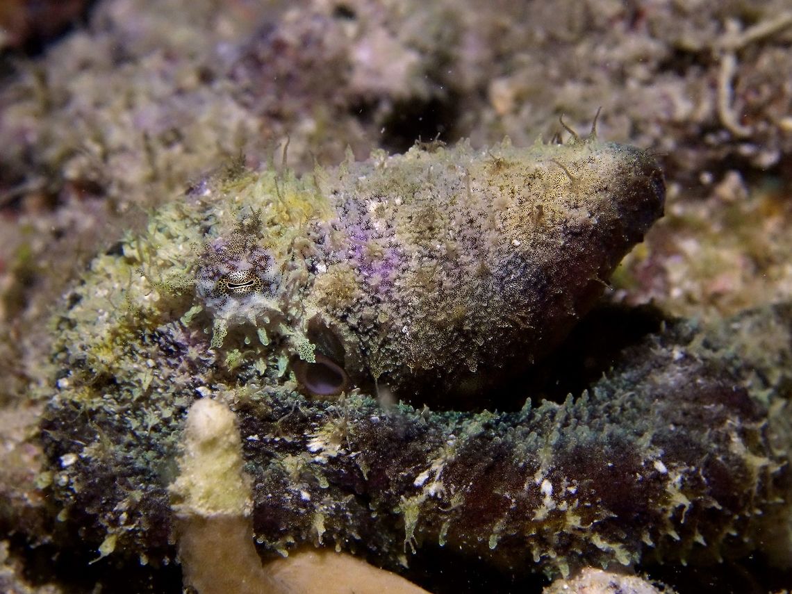 Algae Octopus - Abdopus aculeatus As its name imply, the Algae Octopus - Abdopus aculeatus mimics the sea algae and sea weeds with appendages on its body and tentacles that gives them perfect camouflage.  They also takes on the colours of the algae/seaweed - brown, grey, white,green and purple. Abdopus aculeatus,Algae Octopus,Cebu,Geotagged,Malapascu,Octopus,Philippines,Winter