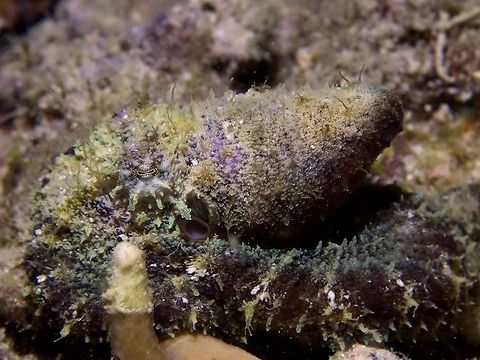 Algae Octopus - Abdopus aculeatus As its name imply, the Algae Octopus - Abdopus aculeatus mimics the sea algae and sea weeds with appendages on its body and tentacles that gives them perfect camouflage.  They also takes on the colours of the algae/seaweed - brown, grey, white,green and purple. Abdopus aculeatus,Algae Octopus,Cebu,Geotagged,Malapascu,Octopus,Philippines,Winter
